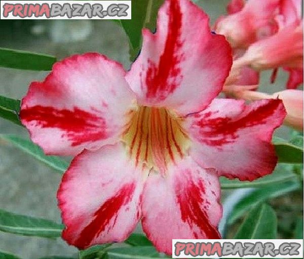 Adenium obesum 'Harry Potter' - semena