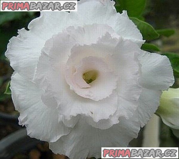Adenium obesum 'kawhema' - semena