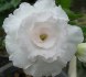Adenium obesum 'kawhema' - semena