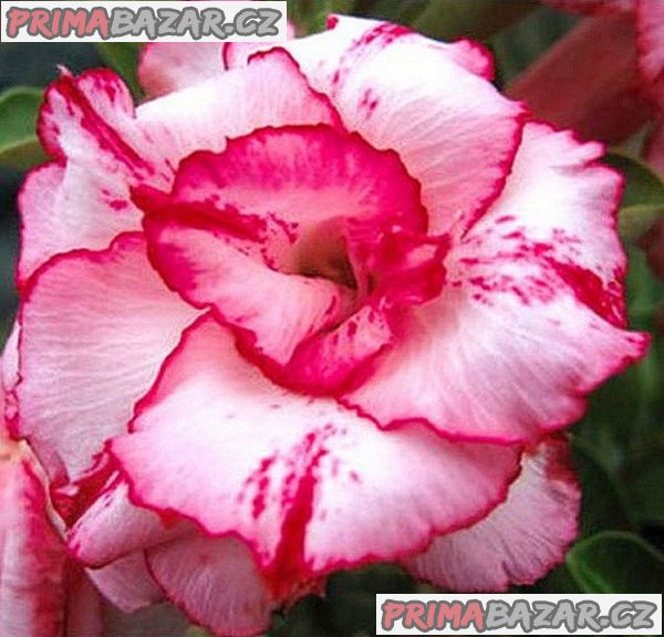Adenium obesum 'Lady Gaga' - semena