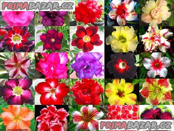 Adenium obesum mix barev - semena