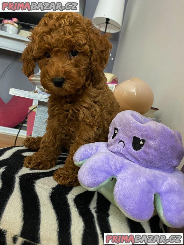 Red miniature poodles