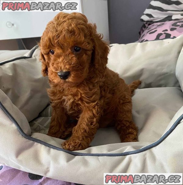 Red miniature poodles