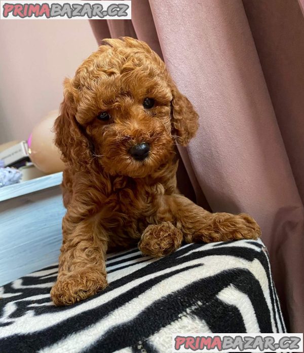 Red miniature poodles