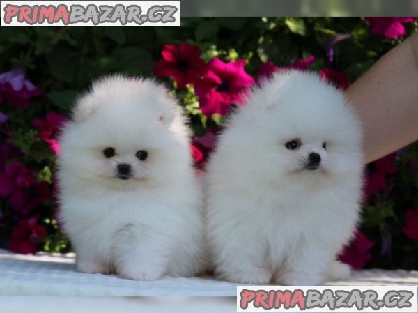 Německý špic trpasličí (Pomeranian) štěňátka