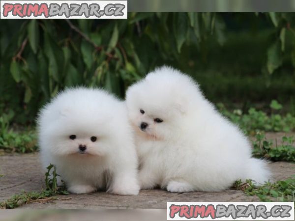 Německý špic trpasličí (Pomeranian) štěňátka