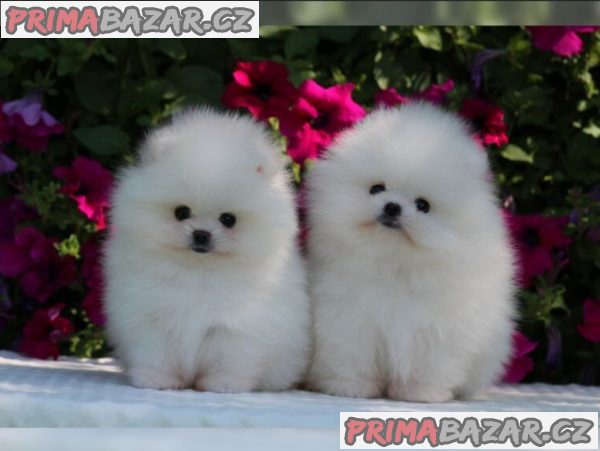 Německý špic trpasličí (Pomeranian) štěňátka