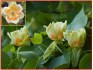 Liriodendron tulipifera - Liliovník tulipánokvětý - semena
