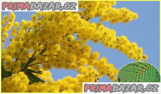 Acacia Decurrens - semena