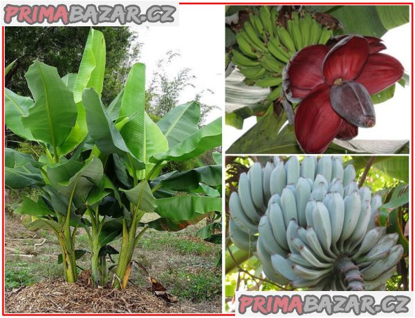 Banánovník Musa balbisiana var. balbisiana - semena