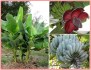 Banánovník Musa balbisiana var. balbisiana - semena