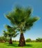 palma Washingtonia filifera - semena