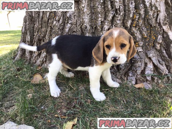 pejsek beagle