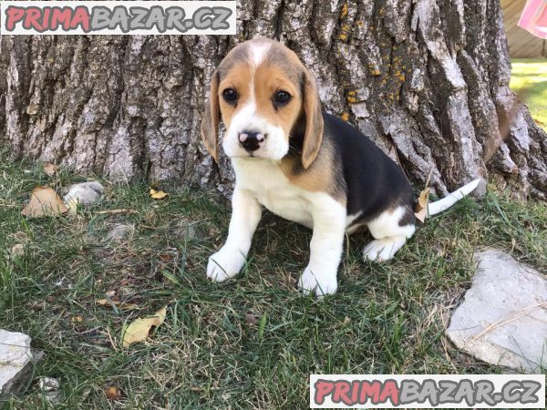 pejsek beagle pejsek beagle