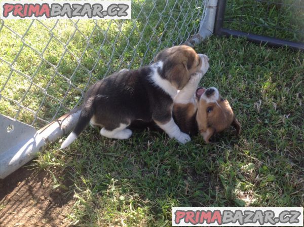 pejsek beagle pejsek beagle