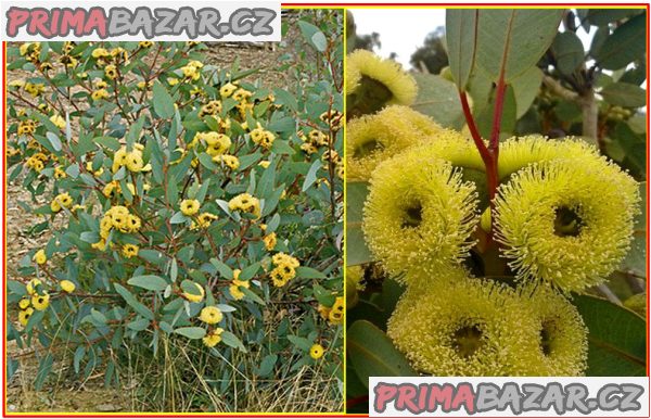eucalyptus-preissiana-semena