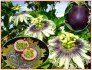 Passiflora edulis - Mučenka jedlá - semena