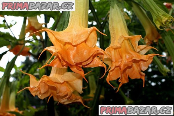 Řízek Brugmansia Angels Amber Queen - Andělská trumpeta