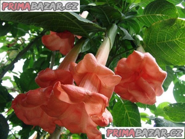 Řízek Brugmansia Angels Honeymoon - Andělská trumpeta