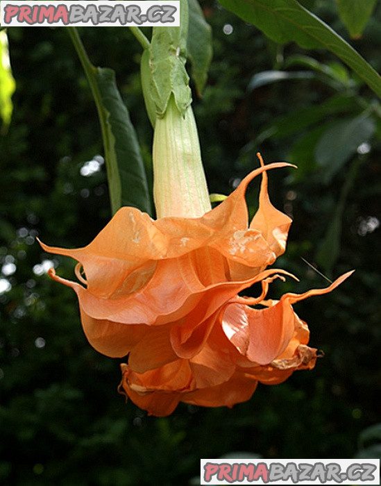 Řízek Brugmansia Angels Sunexplosion - Andělská trumpeta