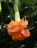Řízek Brugmansia Angels Sunexplosion - Andělská trumpeta