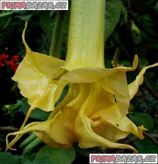 Řízek Brugmansia Angels Sunstar - Andělská trumpeta
