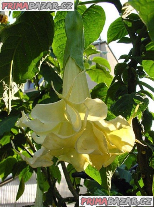 Řízek Brugmansia Angels Surprise - Andělská trumpeta