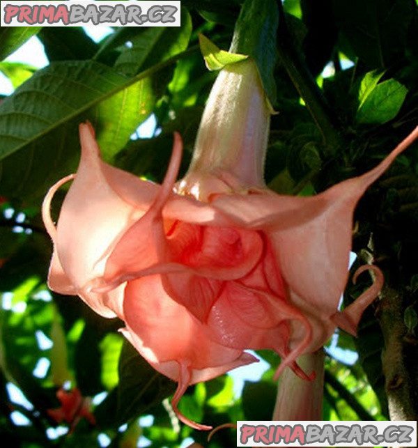 Řízek Brugmansia Salmon perfektion - Andělská trumpeta
