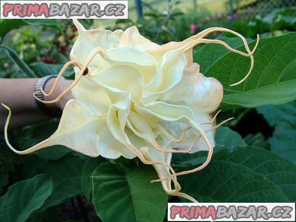 Řízek Brugmansia Summertime - Andělská trumpeta