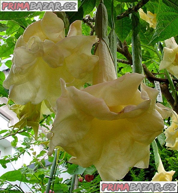 Řízek Brugmansia Sun Angel - Andělská trumpeta