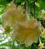 Řízek Brugmansia Sun Angel - Andělská trumpeta