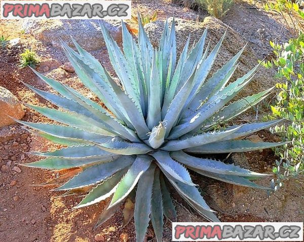 Sazenice Agave chrysantha Golden Flowered