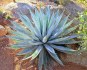 Sazenice Agave chrysantha Golden Flowered