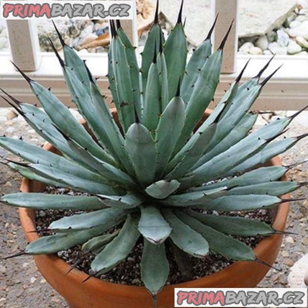 Sazenice Agave macroacantha
