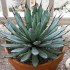 Sazenice Agave macroacantha