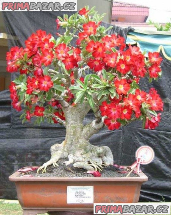 Sazenice Adenium Obesum