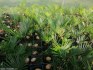 Sazenice Cycas revoluta-cykas japonský
