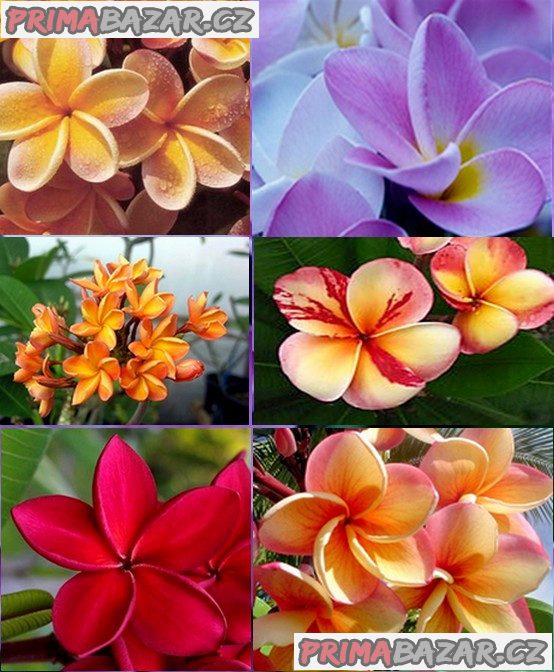 Sazenice Plumeria Frangipani mix barev cca 8-10 cm