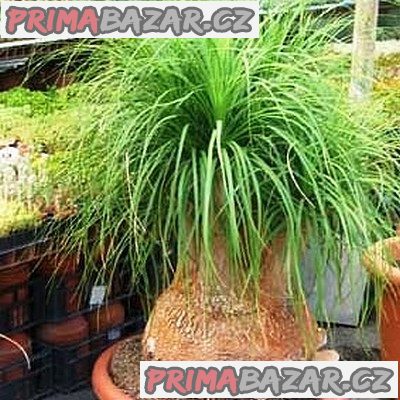 Sazenice Sloní noha-beaucarnea guatemalensis