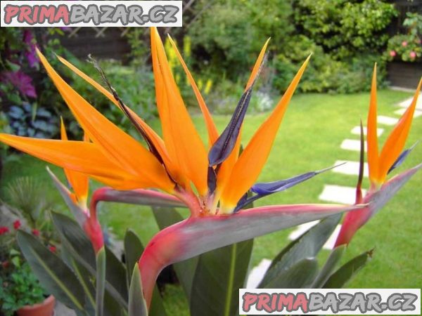 Sazenice Strelitzia reginae