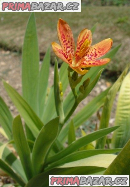 Anginovník čínský - Belamcanda Chinensis - semena