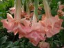 řízek Brugmansia Daydream