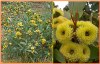 Eucalyptus preissiana - SEMENA