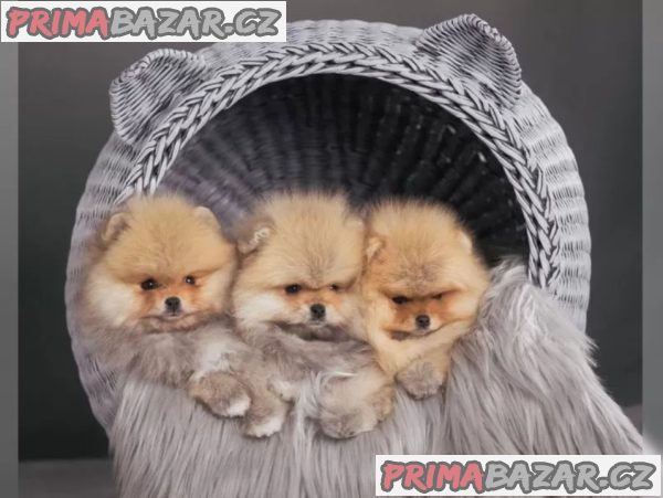 Německý špic trpasličí (Pomeranian) šťeňátka