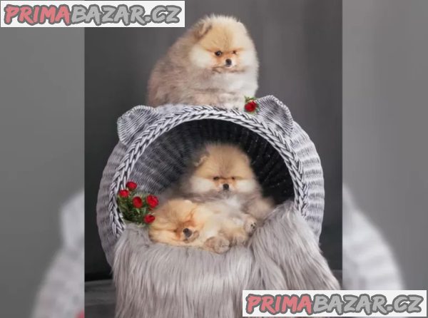 Německý špic trpasličí (Pomeranian) šťeňátka Německý špic trpasličí (Pomeranian) šťeňátka