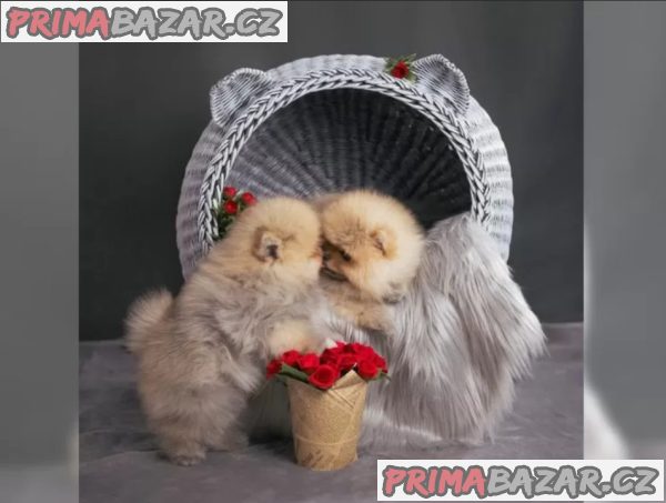 Německý špic trpasličí (Pomeranian) šťeňátka Německý špic trpasličí (Pomeranian) šťeňátka