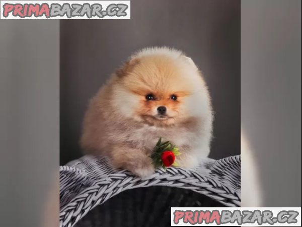 Německý špic trpasličí (Pomeranian) šťeňátka Německý špic trpasličí (Pomeranian) šťeňátka