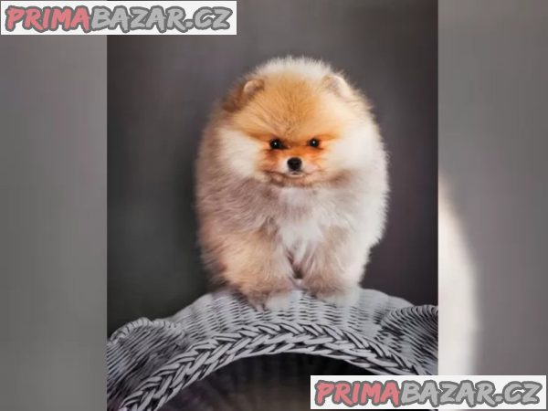 Německý špic trpasličí (Pomeranian) šťeňátka Německý špic trpasličí (Pomeranian) šťeňátka