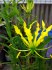Gloriosa superba Lutea - semena