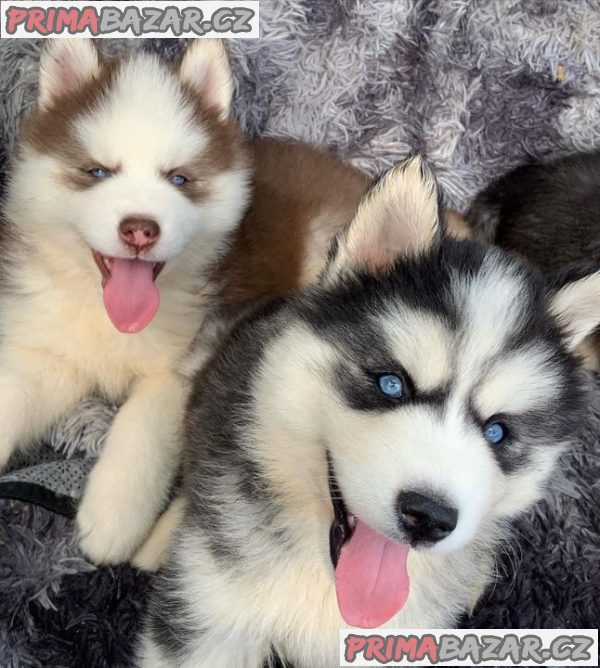 Sibiřský husky